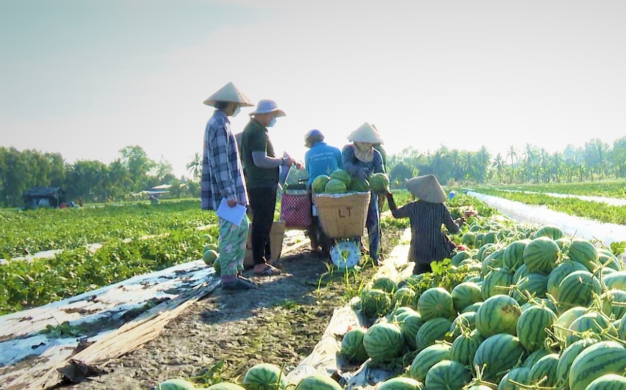 Khi người lao động tất bật vào vụ Tết